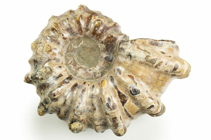 Bumpy Ammonite (Douvilleiceras) Fossil - Madagascar #308060